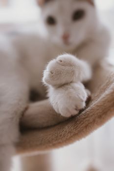 beautiful cute little white-red cat closeup feline