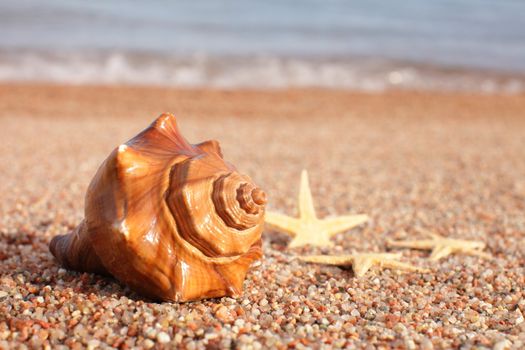 Sea shells and starfish on the beach. Sandy beach with waves. Summer vacation concept. Holidays by the sea. High quality photo