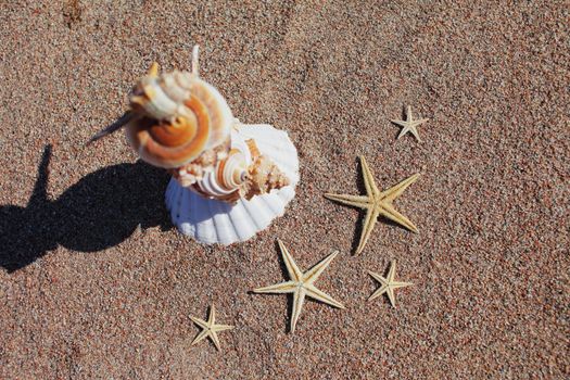 Sea shells and starfish on the beach. Sandy beach with waves. Summer vacation concept. Holidays by the sea. High quality photo