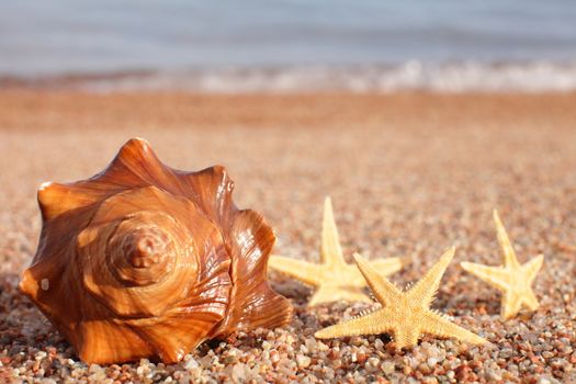 Sea shells and starfish on the beach. Sandy beach with waves. Summer vacation concept. Holidays by the sea. High quality photo