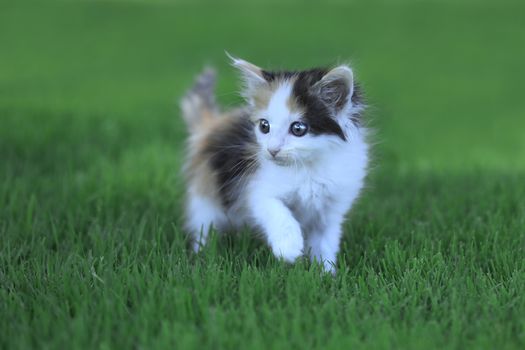 Tiny Calico Kitten Outdoor in the Green Grass