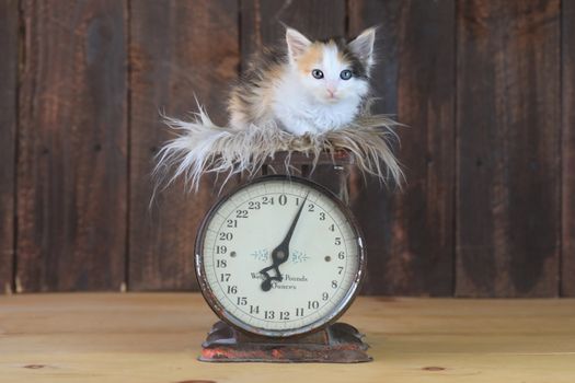 Adorable Calico Kitten Sitting on an Antique Scale