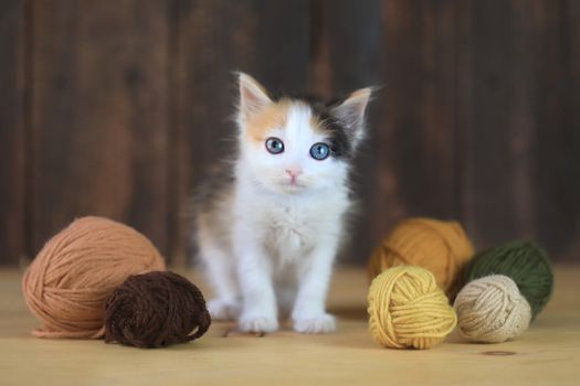 Standing Calico Kitten With Yarn on a Wooden Background