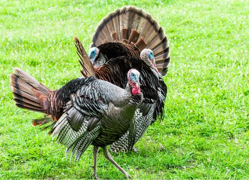 Horizontal shot of three turkeys looking in different directions.  Green grass background.