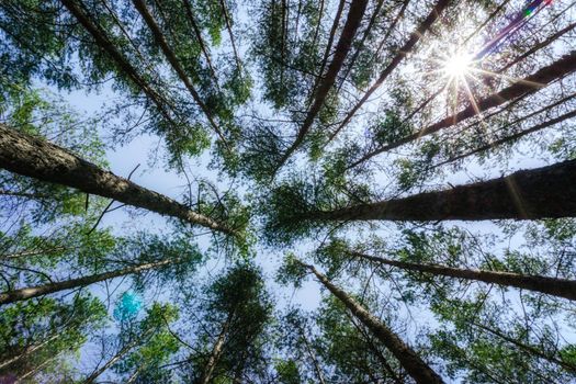 bottom view of tall pine trees in the forest against the sky and clouds nature background