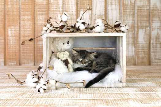 Sleeping Kitten With Teddy Bears and Cotton Sprouts