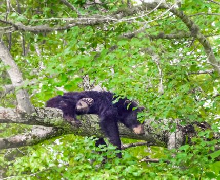 Horizontal shot of a lazy bear laying on a tree branch.