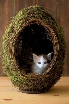 Tiny Calico Kitten Inside a Grass Egg on Wooden Background