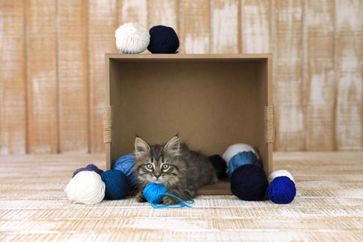 Cute Kitten in a Box of Blue and White Yarn