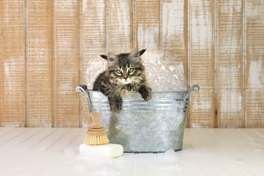 Cute Kitten in a Bathtub With Bubbles