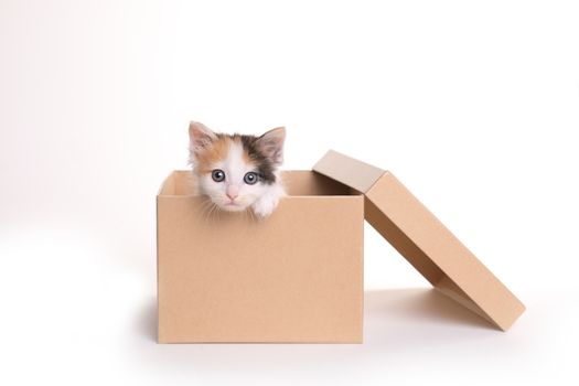 Sweet Calico Kitten in a Box on a White Background