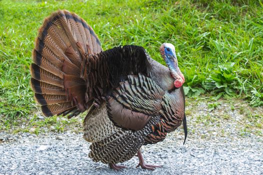 Horizontal shot of a turkey posing for his picture.