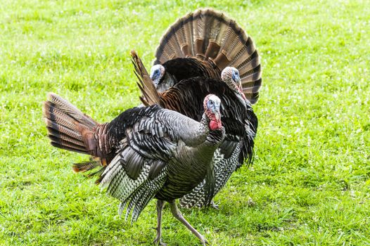 Horizontal shot of three turkeys looking in different directions.  Green grass background.