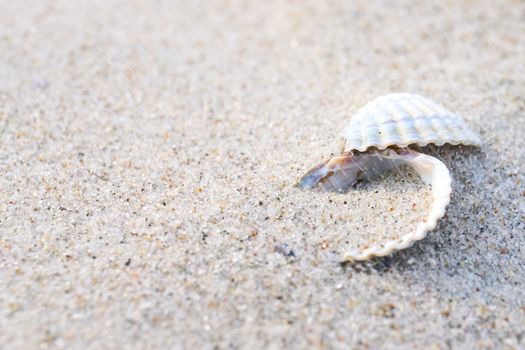 close up of a sea shells on sand