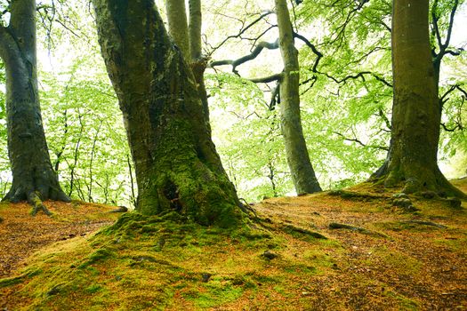 Trees in Jasmund National Park