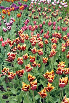 group of tulips in blossom in a park