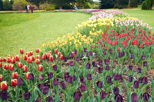 group of tulips in blossom in a park