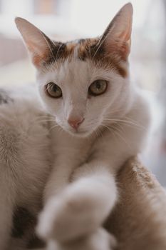 beautiful cute little white-red cat closeup feline