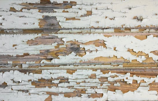 Wooden wall with white paint is severely weathered and peeling