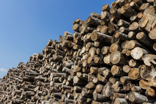 Big pile of logs on a blue sky background