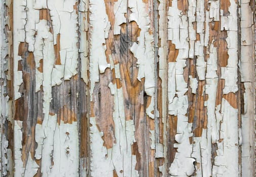 Wooden wall with white paint is severely weathered and peeling