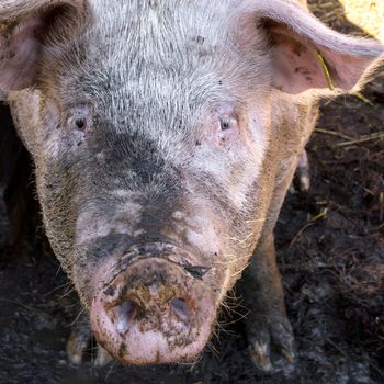 Dirty pig in mud on the farm looking the camera.