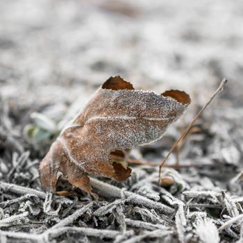 Dead leaf covered with ice and snow in winter day. Soft selective focus.