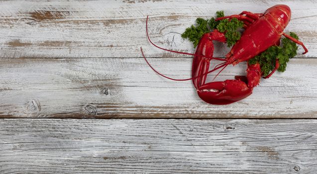 Whole red lobster with fresh parsley on white rustic wooden background