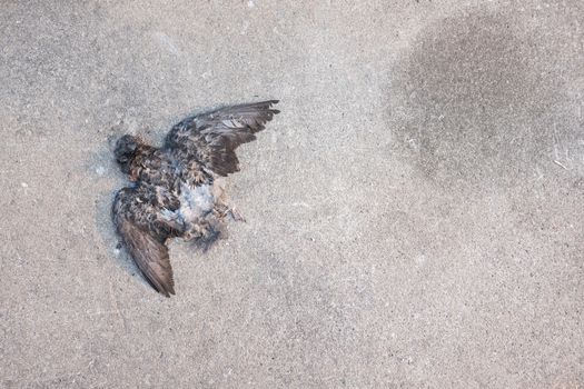 Death dove died