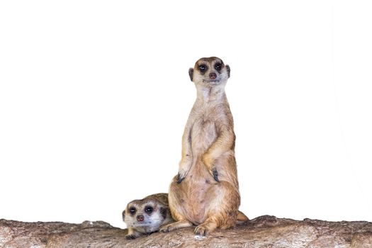 Meerkat (Surikate) in white background