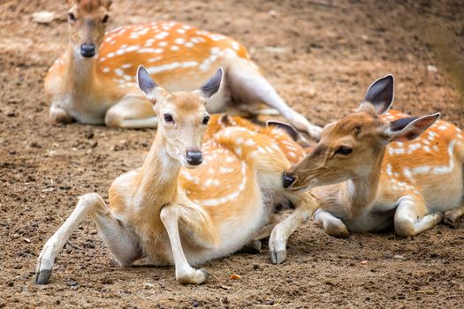 Female chital or cheetal deer (Axis axis),in sunlight