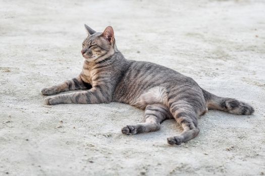 Cat on the beach