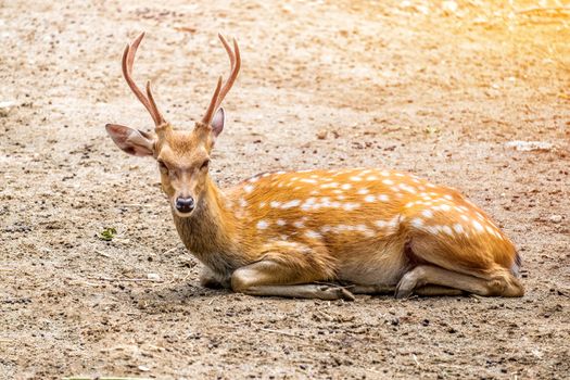 Male chital or cheetal deer (Axis axis),in sunlight