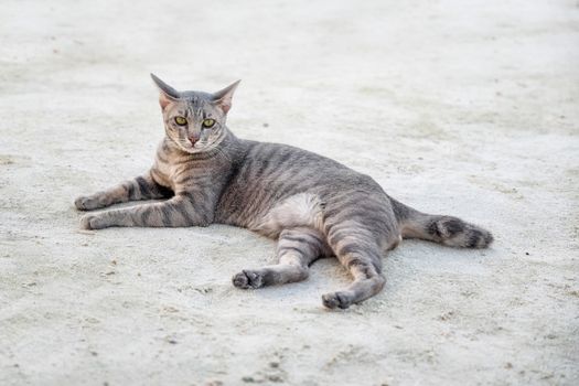 Cat on the beach