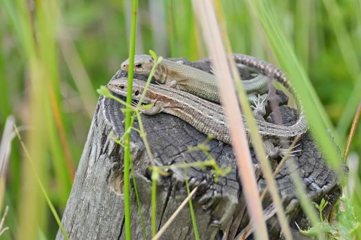Amongst wetland plants, this common or viviparous lizard couple bask on a wooden post. Both look at the camera, show affection as tails overlap