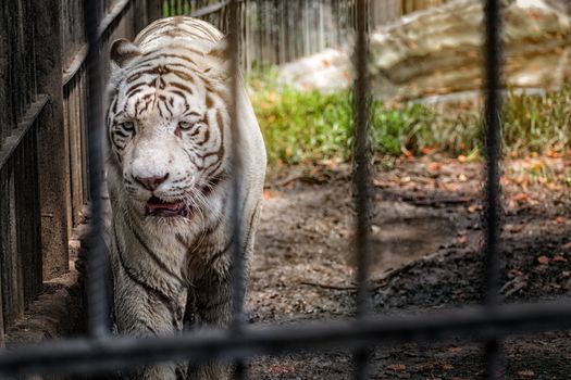 White Tiger walking in cage