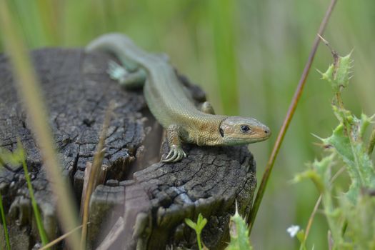 Greens and oranges of this common or viviparous lizard camouflage well with the surroundings, as it looks at the camera. Light catches the eye.