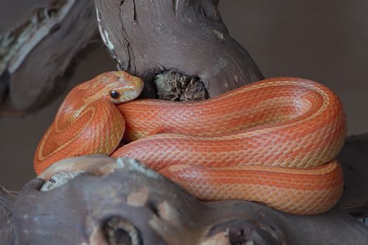 This yellow, orange and red striped corn snake is sat coiled in the parting of a thick branch. Sleek scales and gleam in the eye. Color pops.
