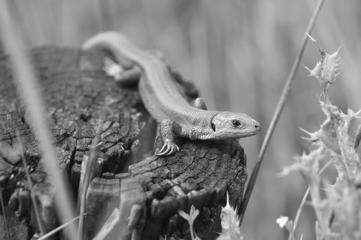 B + W Greens and oranges of this common or viviparous lizard camouflage well with the surroundings, as it looks at the camera. Light catches the eye.