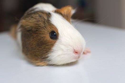 Cute guinea pig facing the camera