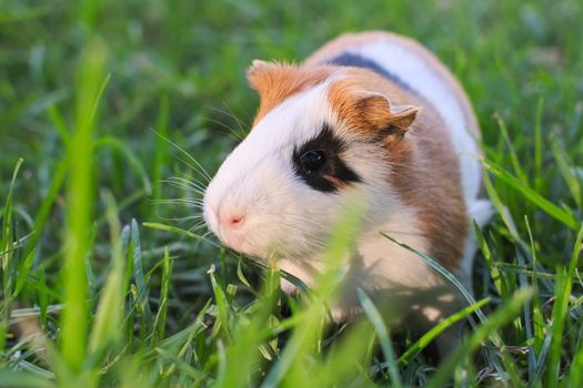 Cute guinea pig grazing on a green field
