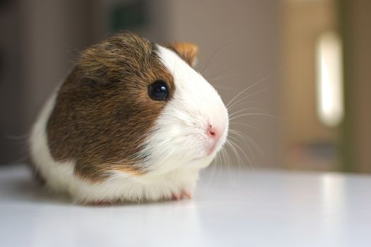 Cute guinea pig facing the camera