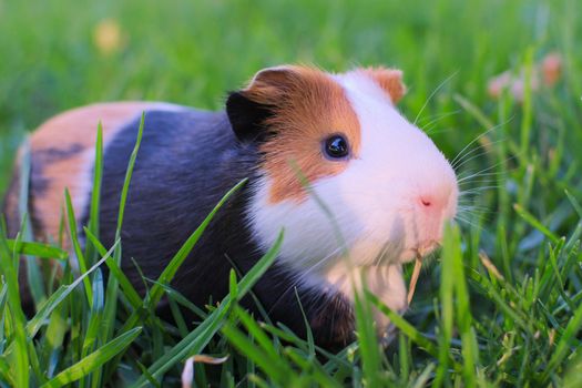 Cute guinea pig grazing on a green field