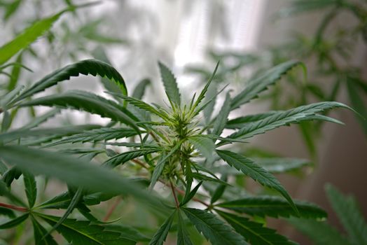 Marijuana plant close up. Cannabis cultivation in Argentina.