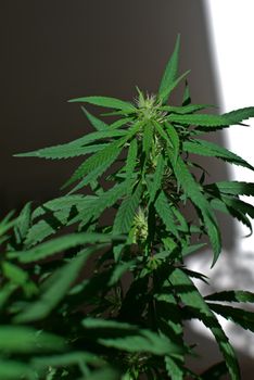 Marijuana plant close up. Cannabis cultivation in Argentina.