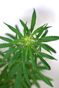 Marijuana plant close up. Cannabis cultivation in Argentina.