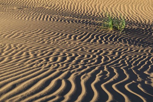 Small tufts of Pampas grass grow in the sand ripples of the desert of Lavalle, in the province of Mendoza, Argentina.