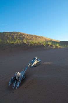 A dead tree almost buried by the sand in the desert of Lavalle, Mendoza, Argentina.