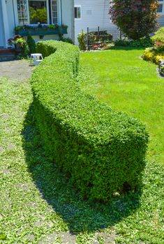 Green curved hedge in front of a house. Freshly sheared low profile hedge.