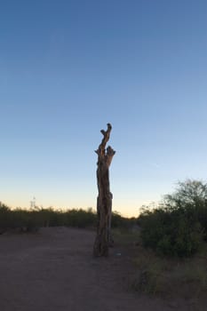 Dead tree at dusk in the desert of Lavalle, province of Mendoza, Argentina